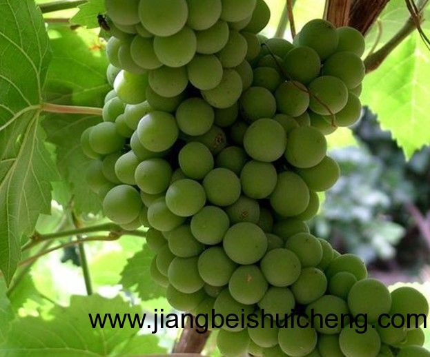 【走遍中國&bull;景點篇】新疆&bull;葡萄王樹